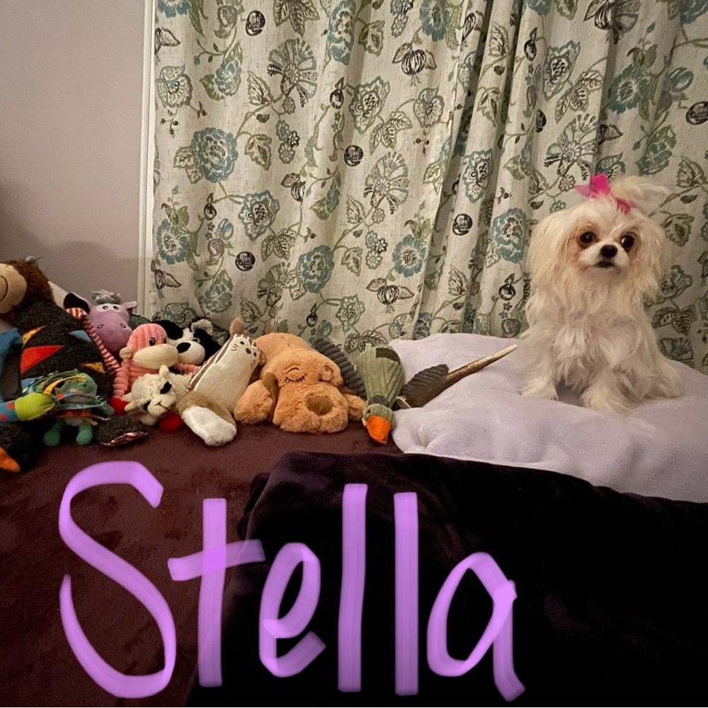 Just for smiles!  My new addition this year, Stella!  She is 9 months today!